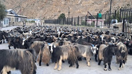 दसैँ लक्षित भेडाच्याङ्ग्रा बजार झर्न थाले, मुस्ताङ र चीनबाट ठूलो मात्रामा आपूर्ति