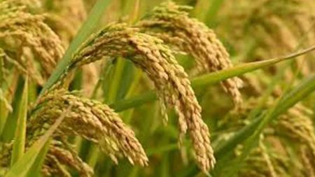 तिहारको रौनकभन्दा बढी चिन्ता असिनाको: भक्तपुरका किसान धान भित्र्याउनै व्यस्त!
